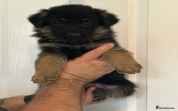 German Shepherd dogs for sale: GERMAN SHEPHERD  - Image 4
