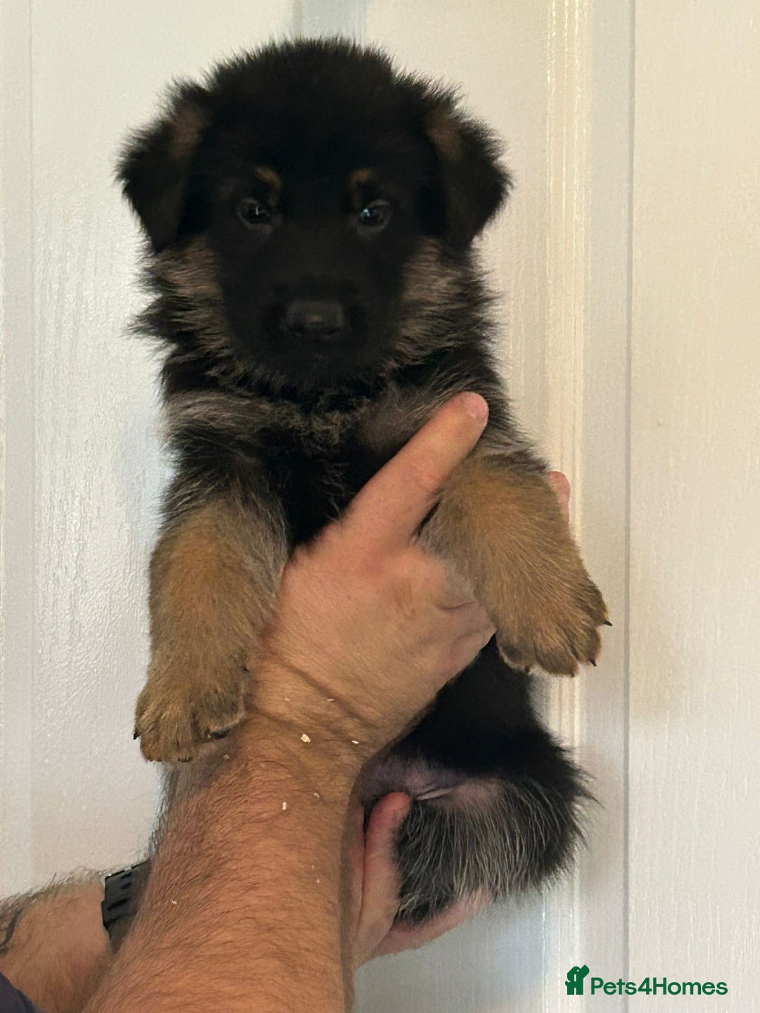 German Shepherd dogs for sale: GERMAN SHEPHERD  - Image 4