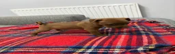 Patterdale Terrier dogs for sale: Patterdale terrier pups  - Advert 10