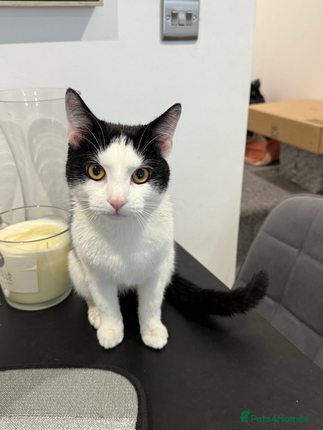 Domestic Shorthair cats for sale: Looking for a Loving Home for Our Two Cats - Advert 5