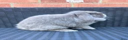 Mini Lop rabbits for sale: Lilac split Pure bred Mini lop female 1 year old  - Advert 3