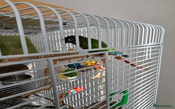 Conures birds for sale: Green cheeked conure  - Image 2
