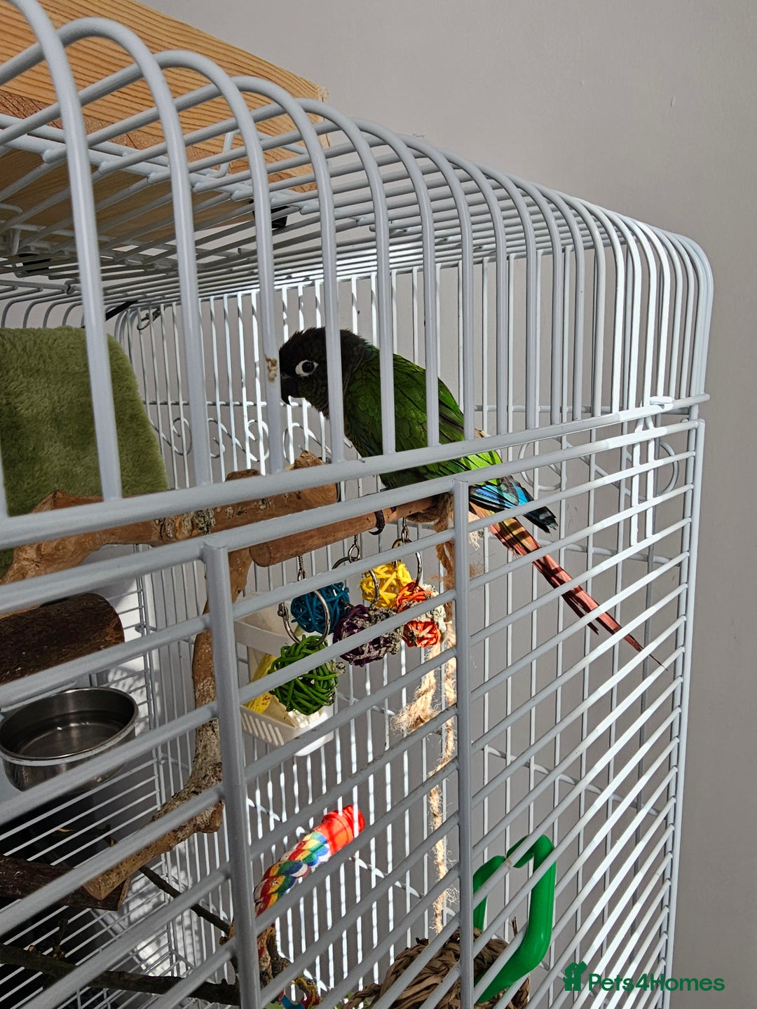 Conures birds for sale: Green cheeked conure  - Image 2