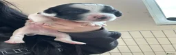 English Springer Spaniel dogs for sale:  springer spaniels pups for sale  - Advert 9