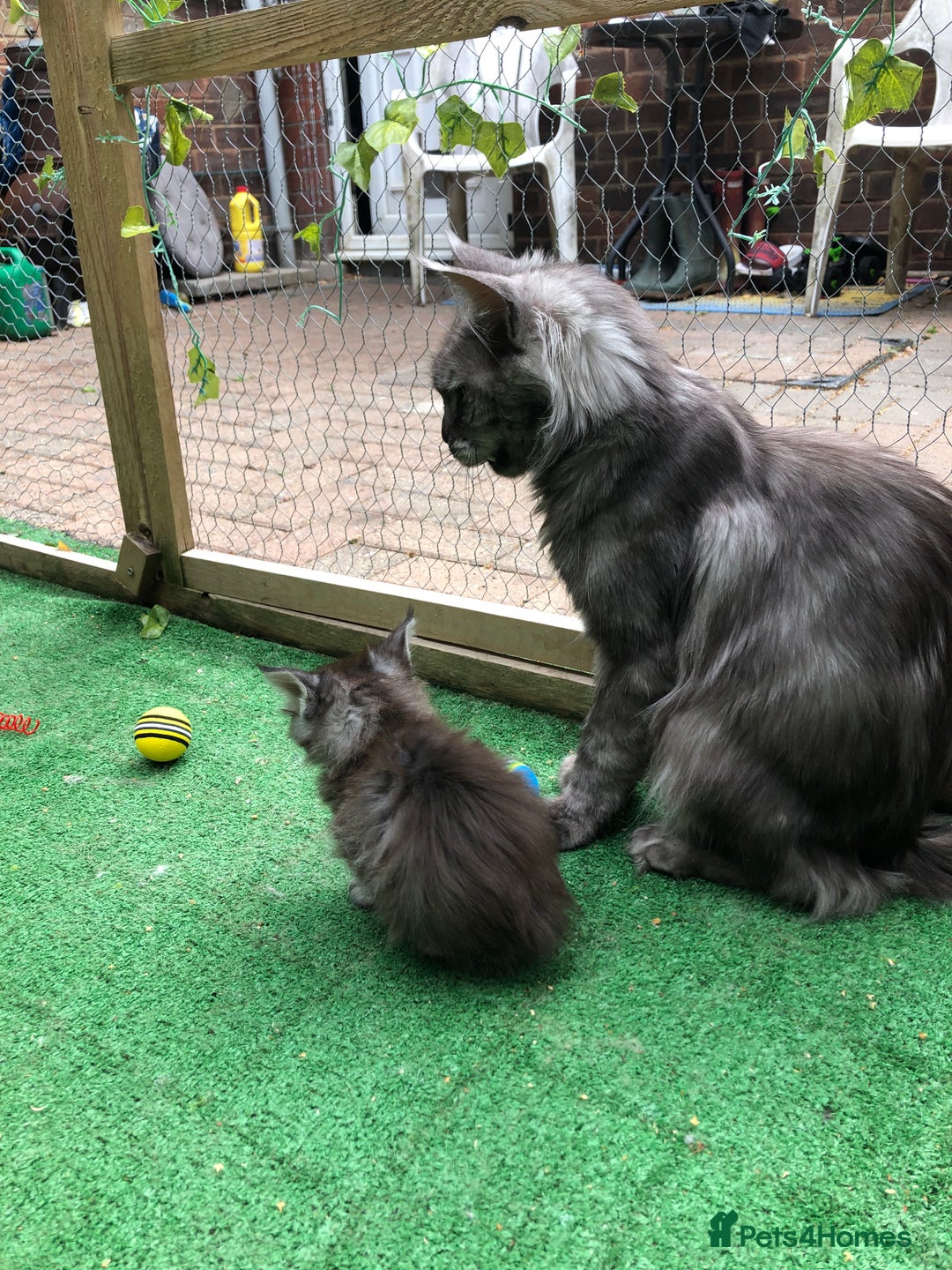 Maine Coon cats for sale: Maincoon kittens ready now  - Image 27