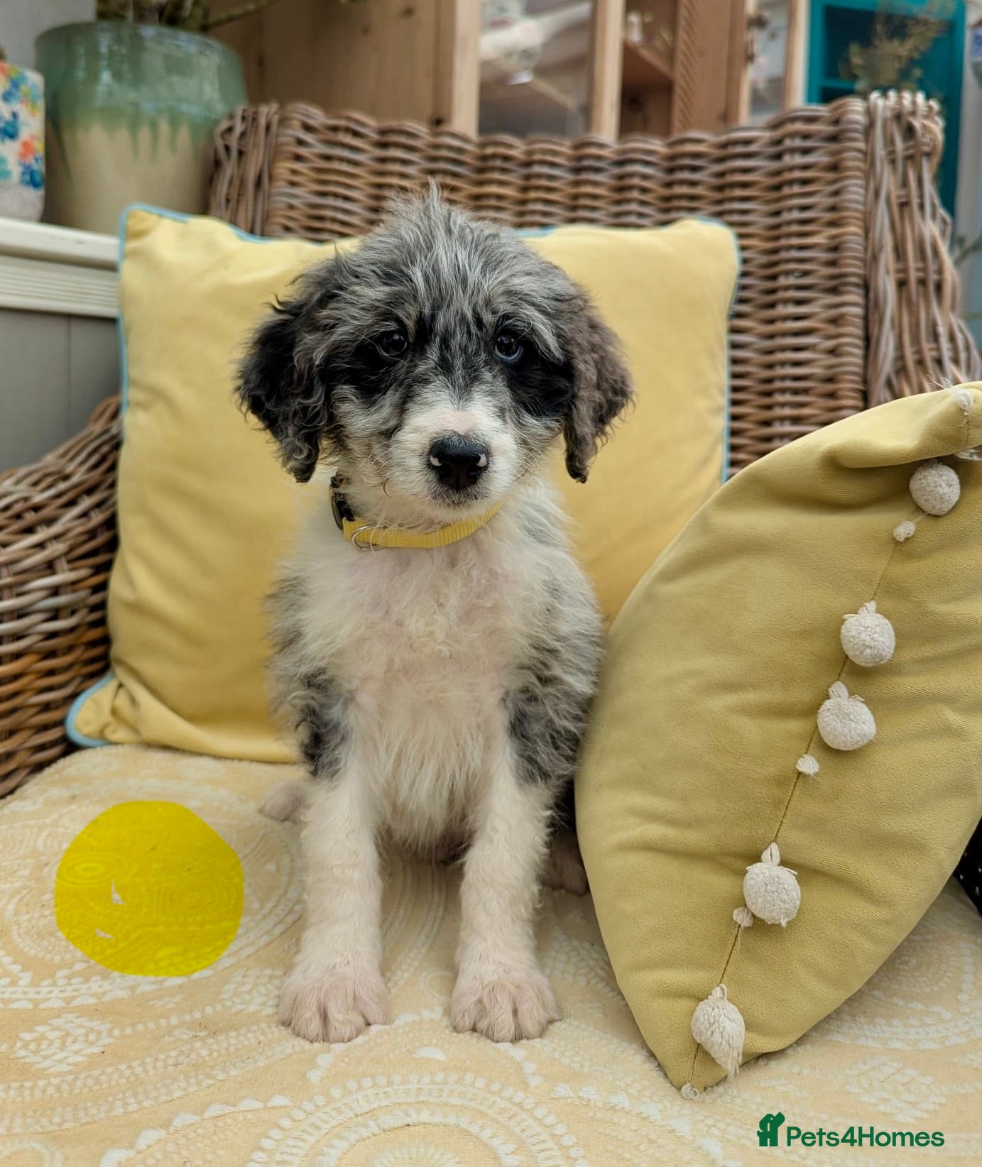 Bordoodle dogs for sale: Standard Bordoodle puppies- ready now - Advert 22