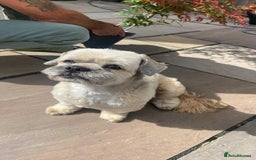 Lhasa Apso dogs for stud: Beautiful Lhasa Apso - Image 2