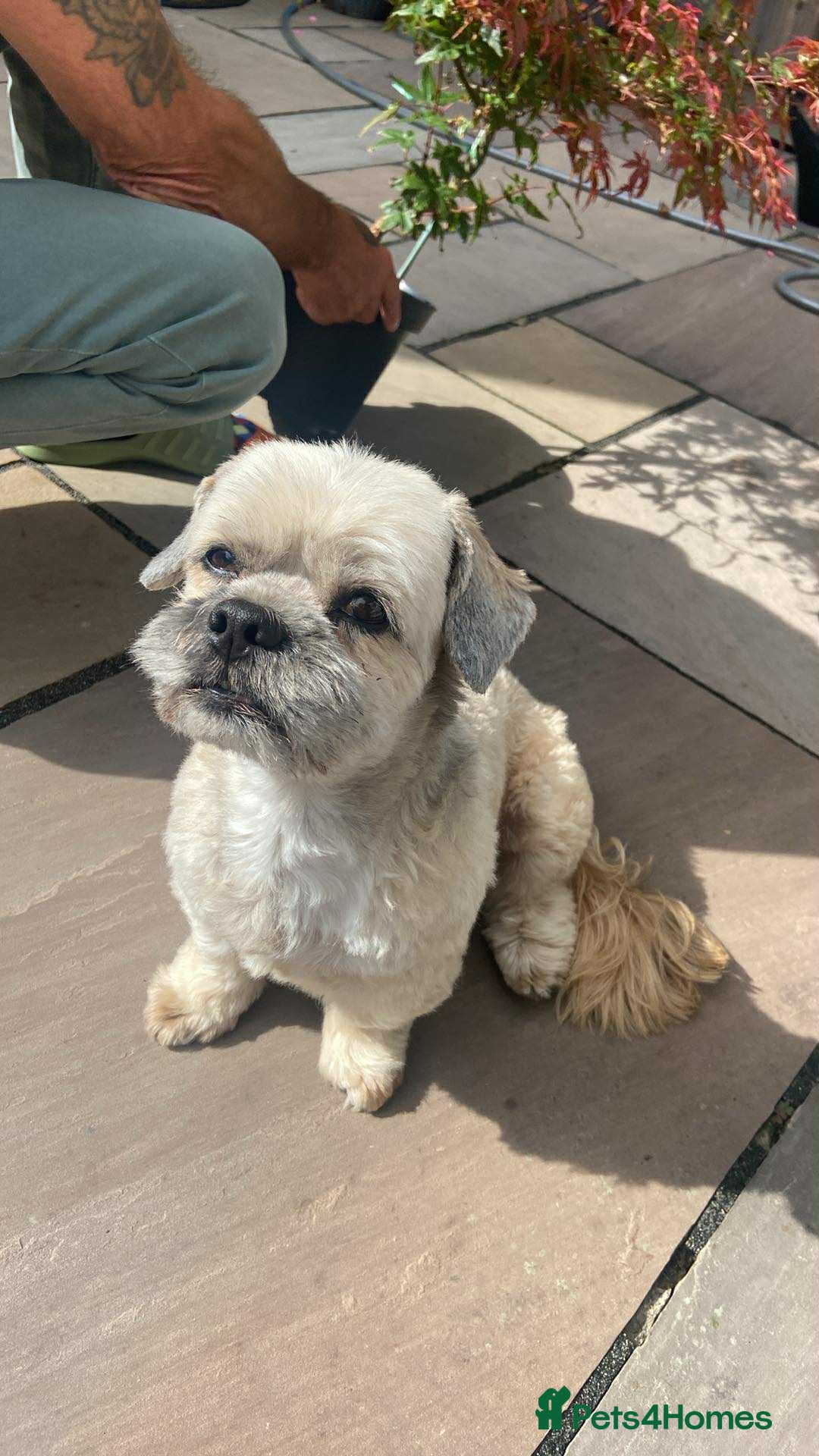 Lhasa Apso dogs for stud: Beautiful Lhasa Apso - Image 2