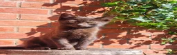 Mixed Breed cats for sale: 2 Male Kittens For sale!! - Advert 7