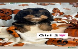 Cavapoo dogs for sale: Stunning DNA Clear pups - Image 2