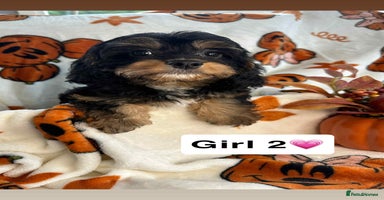 Cavapoo dogs - Advert 6
