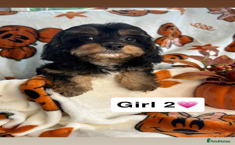 Cavapoo dogs - Advert 8