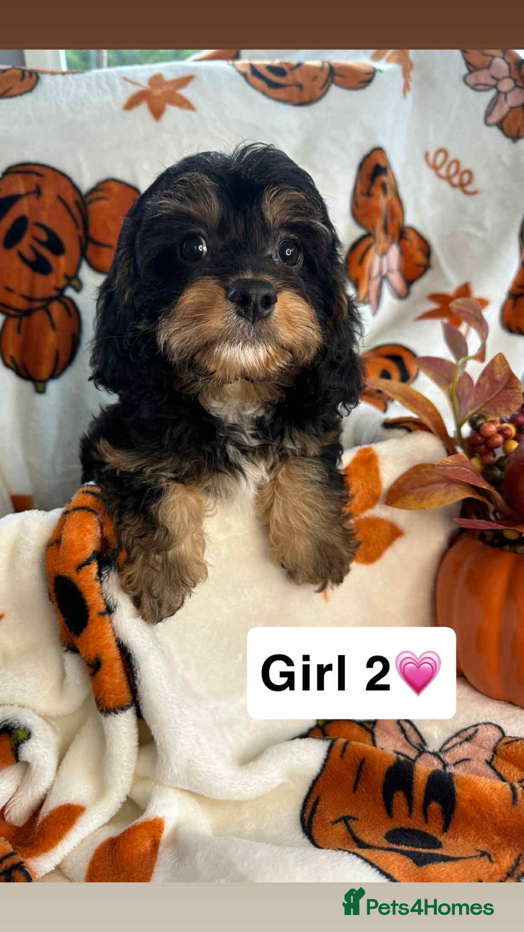 Cavapoo dogs for sale: Stunning DNA Clear pups - Image 2