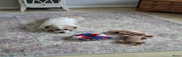 Mixed Breed dogs for sale: Norpats ready for our new homes in Telford - Advert 19