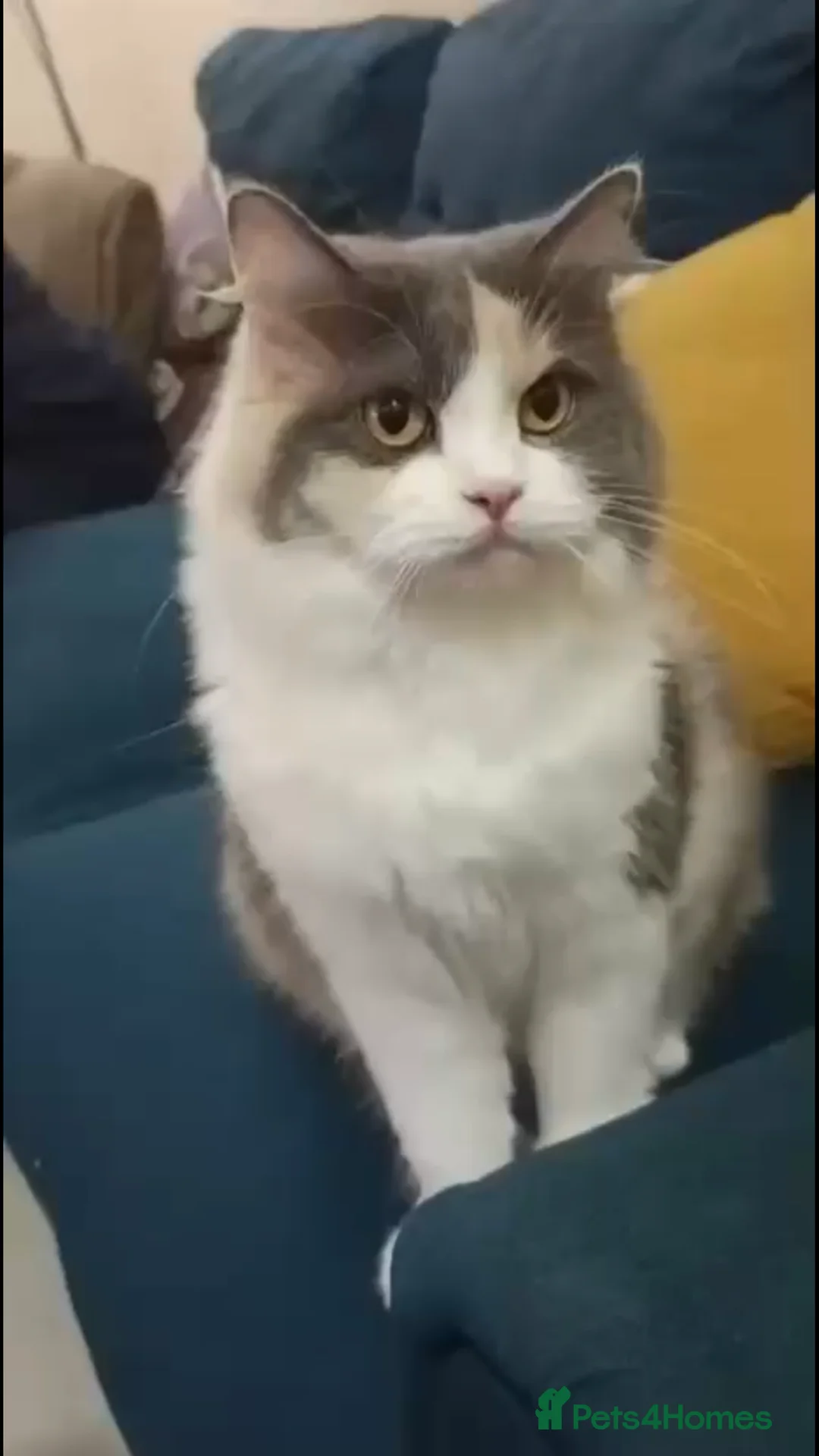 Mixed Breed cats for adoption: ASHLEY- PERSIAN MIX SPAYED VACCINATED CUDDLY GIRL - Advert 1