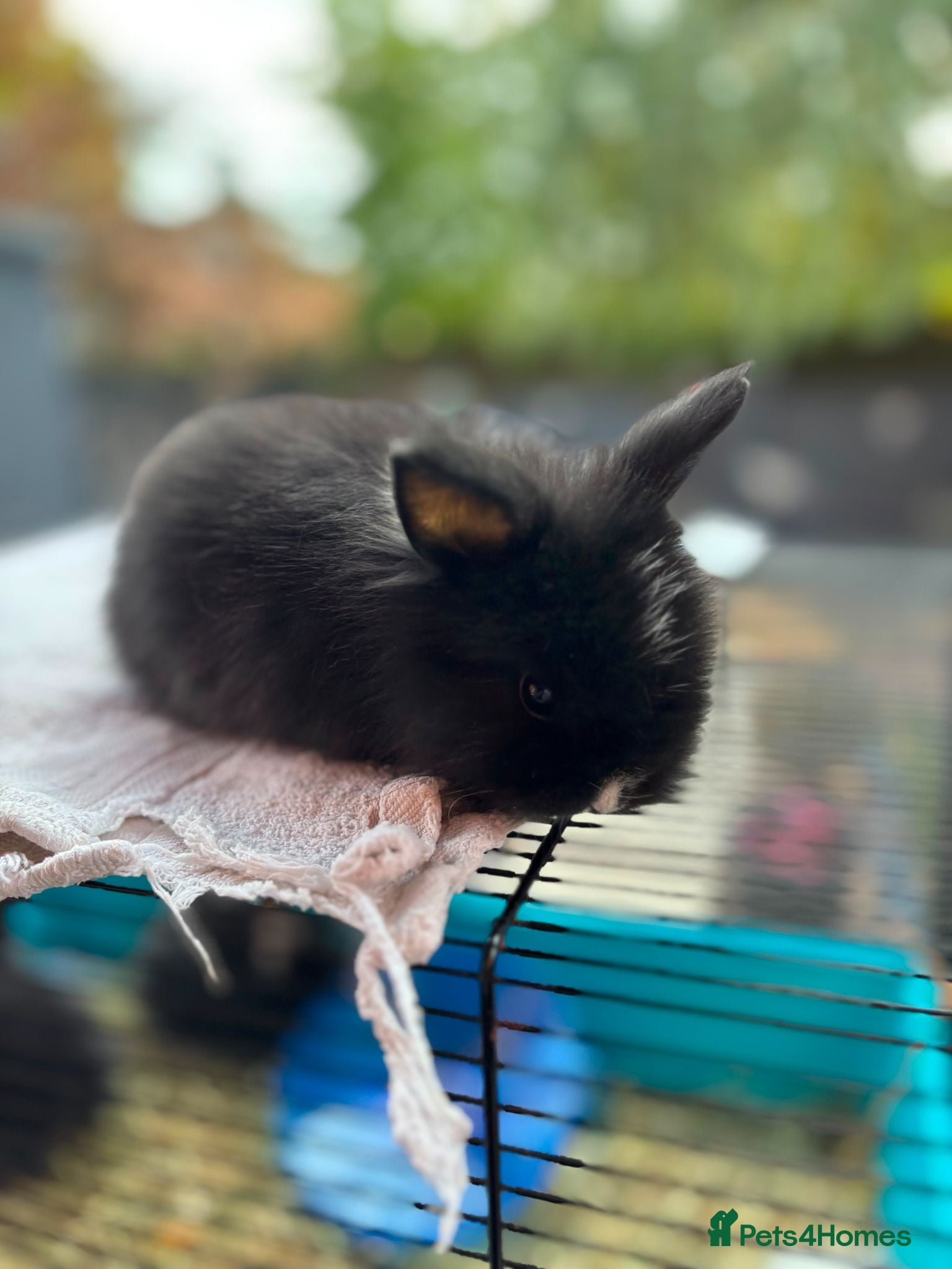 Netherland Dwarf rabbits Baby rabbits bunnies  - Advert 2