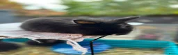 Netherland Dwarf rabbits for sale: Baby rabbits bunnies  - Advert 3