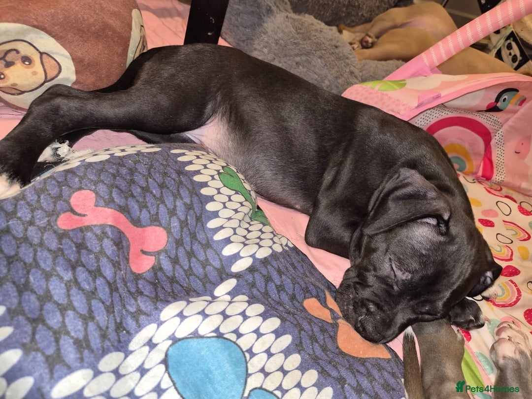 American Bulldog dogs for sale: 11 little hearts need their forever home - Advert 8