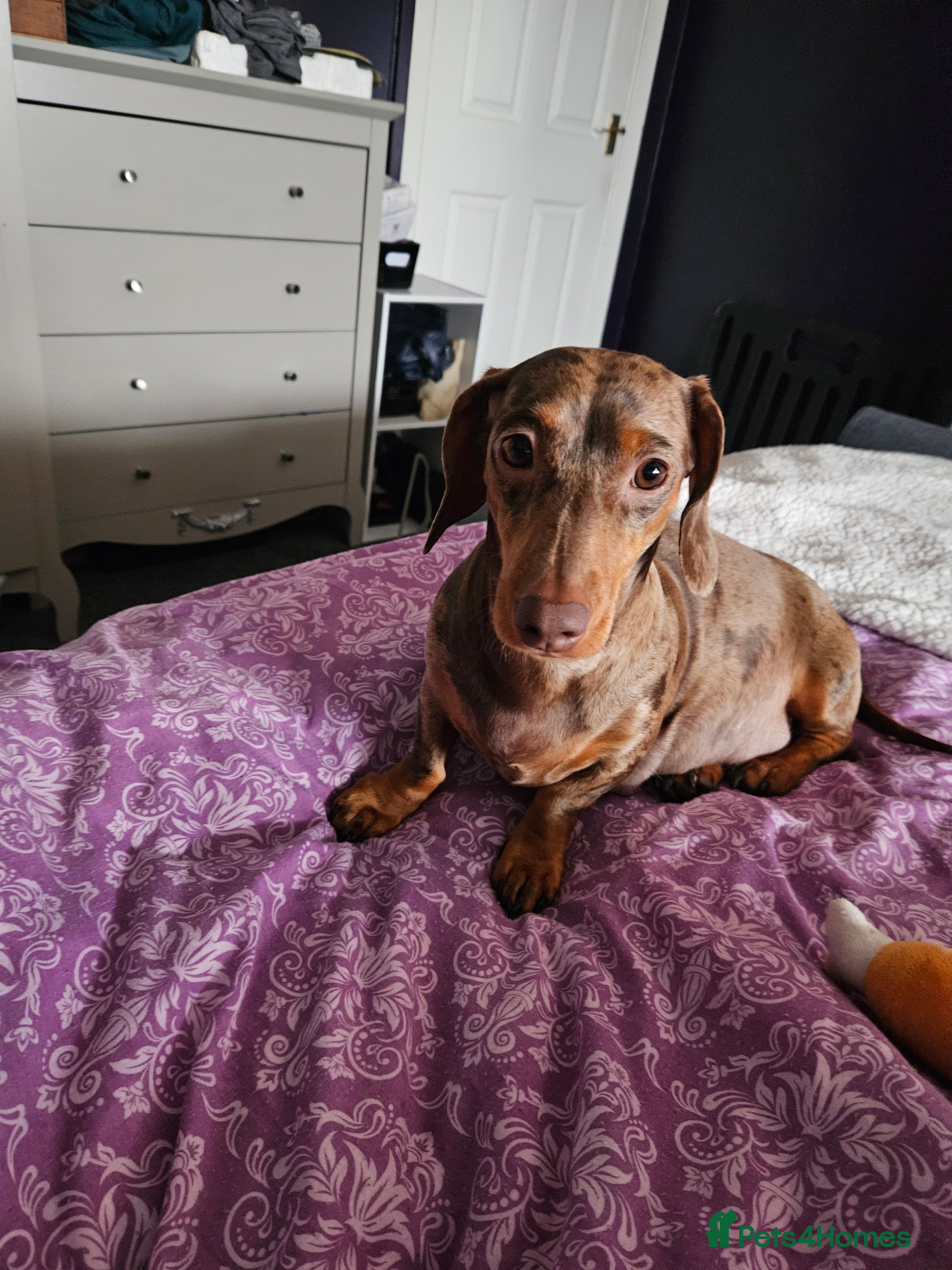 Dachshund dogs Dashound puppies for sale.  - Advert 17