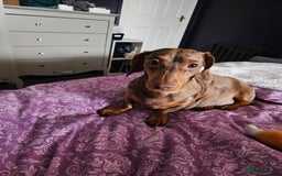 Dachshund dogs for sale: Dashound puppies for sale.  - Image 1