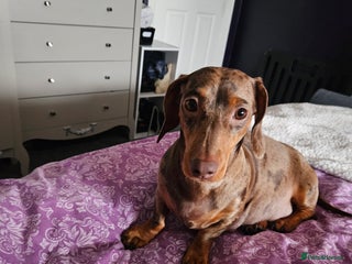 Dachshund dogs - Advert 1