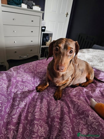 Dachshund dogs - Advert 1