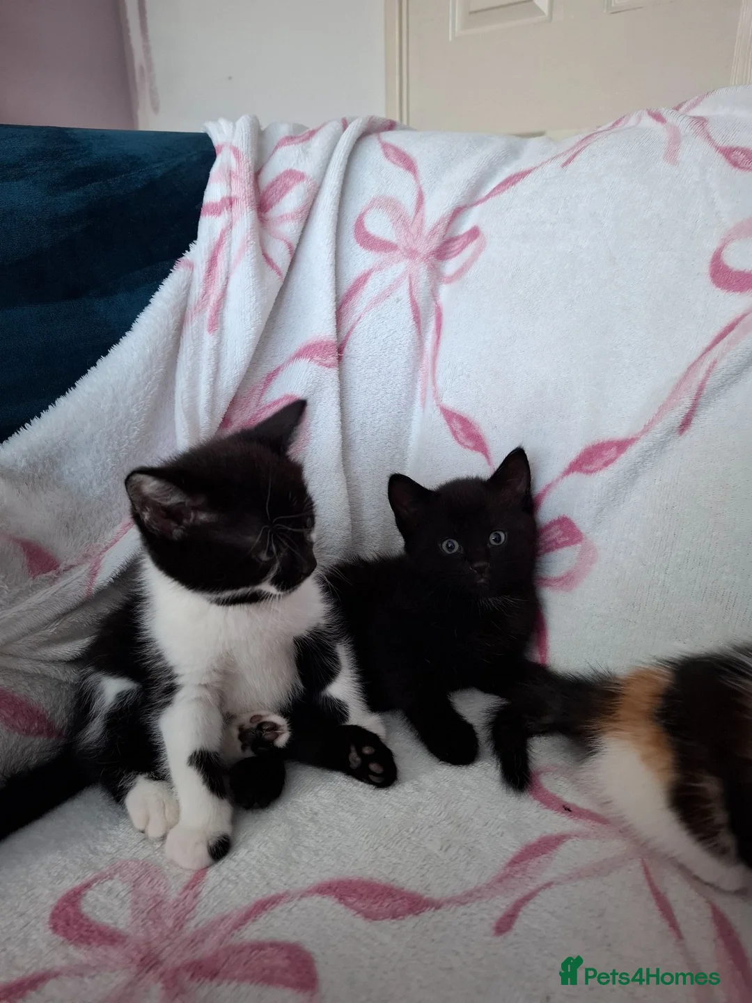 Mixed Breed cats for sale: Beautiful Tabby Kittens  - Advert 2