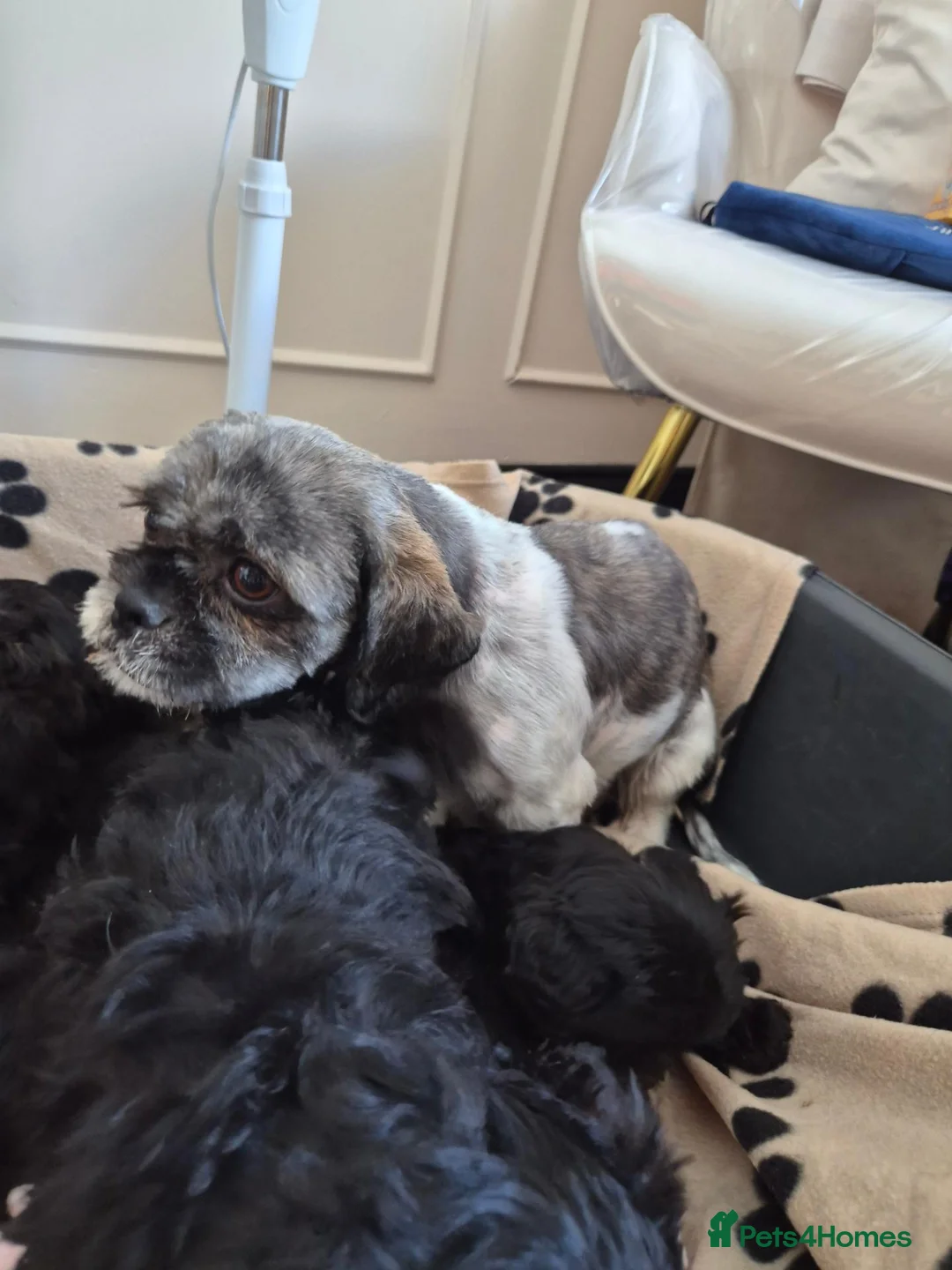 Shihpoo dogs for sale: Shihpoo for sale ready to leave in Bishop Auckland - Advert 6