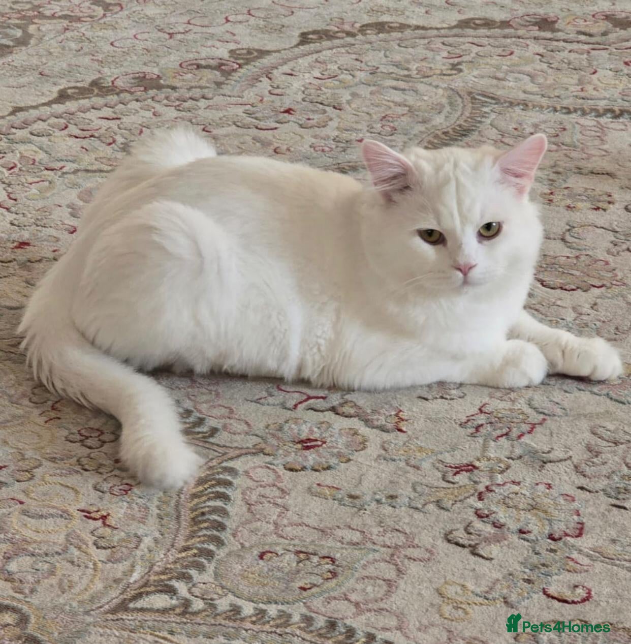 Mixed Breed cats LAITH- MIX PERSIAN NEUTERED VACCINATED MICROCHIP  - Advert 1