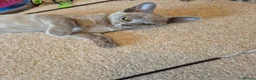 Burmese cats for sale: Gorgeous Pedigree Burmese Kittens - Advert 3