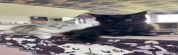 Maine Coon cats for sale: Stunning Black Smoke Maine Coon Girl – KamBaba🖤  in Thurso - Advert 12