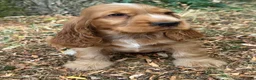 Cocker Spaniel dogs for sale: KC REGISTERED 100% SHOWTYPE HEALTH TESTED PARENTS - Advert 16