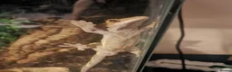 Lizard reptiles for sale: Crested gecko with setup in Swindon - Advert 3