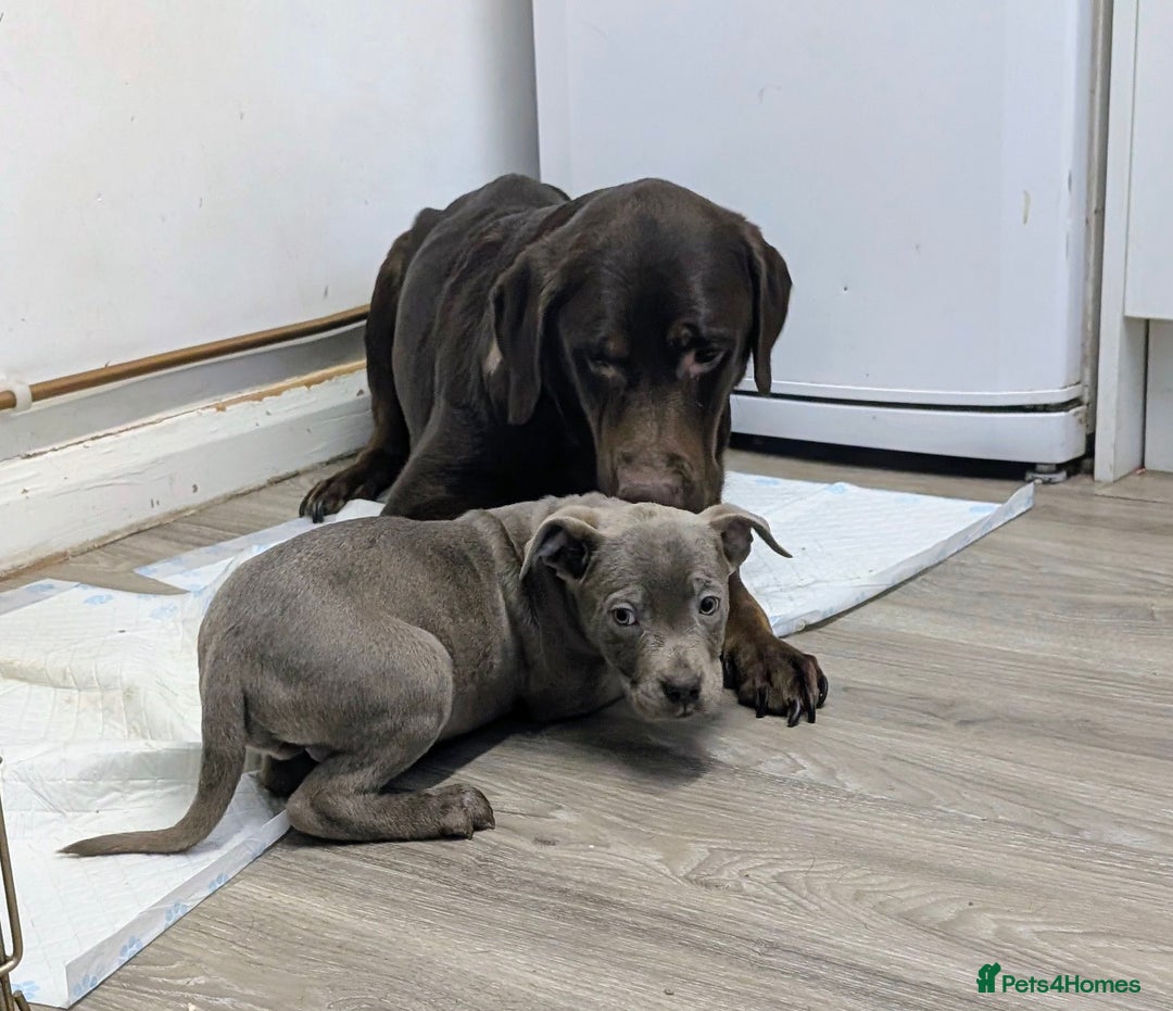 Mixed Breed dogs for sale: F1 MASTADOR PUPPIES  - Advert 6