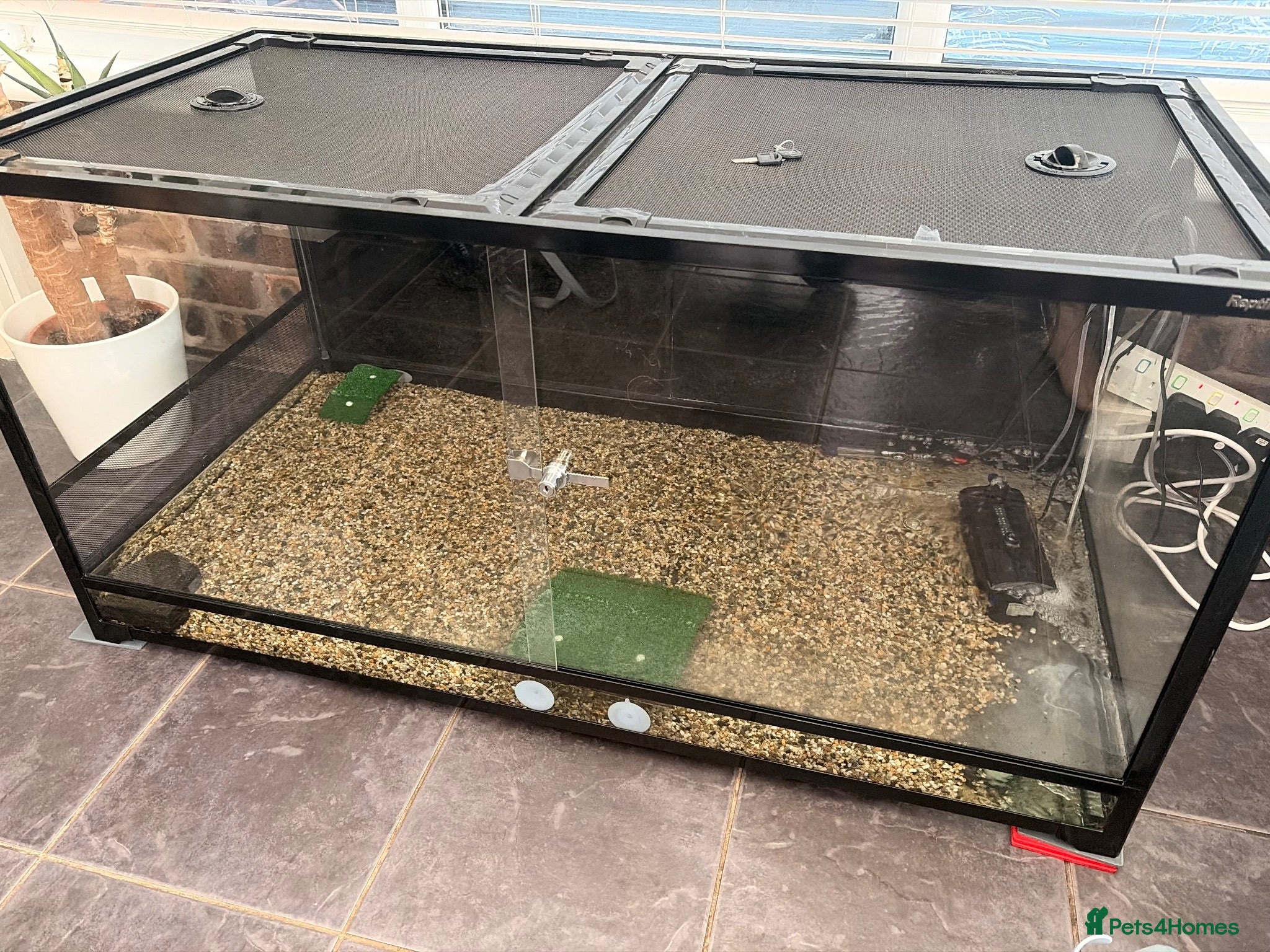 Turtle reptiles Snapping turtle and vivarium  - Advert 1