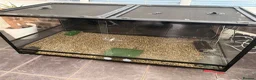 Turtle reptiles for sale: Snapping turtle and vivarium  in Warrington - Advert 1