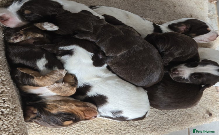 Sprocker dogs - Advert 3