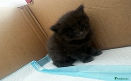 Mixed Breed cats for sale: Kittens  - Image 16