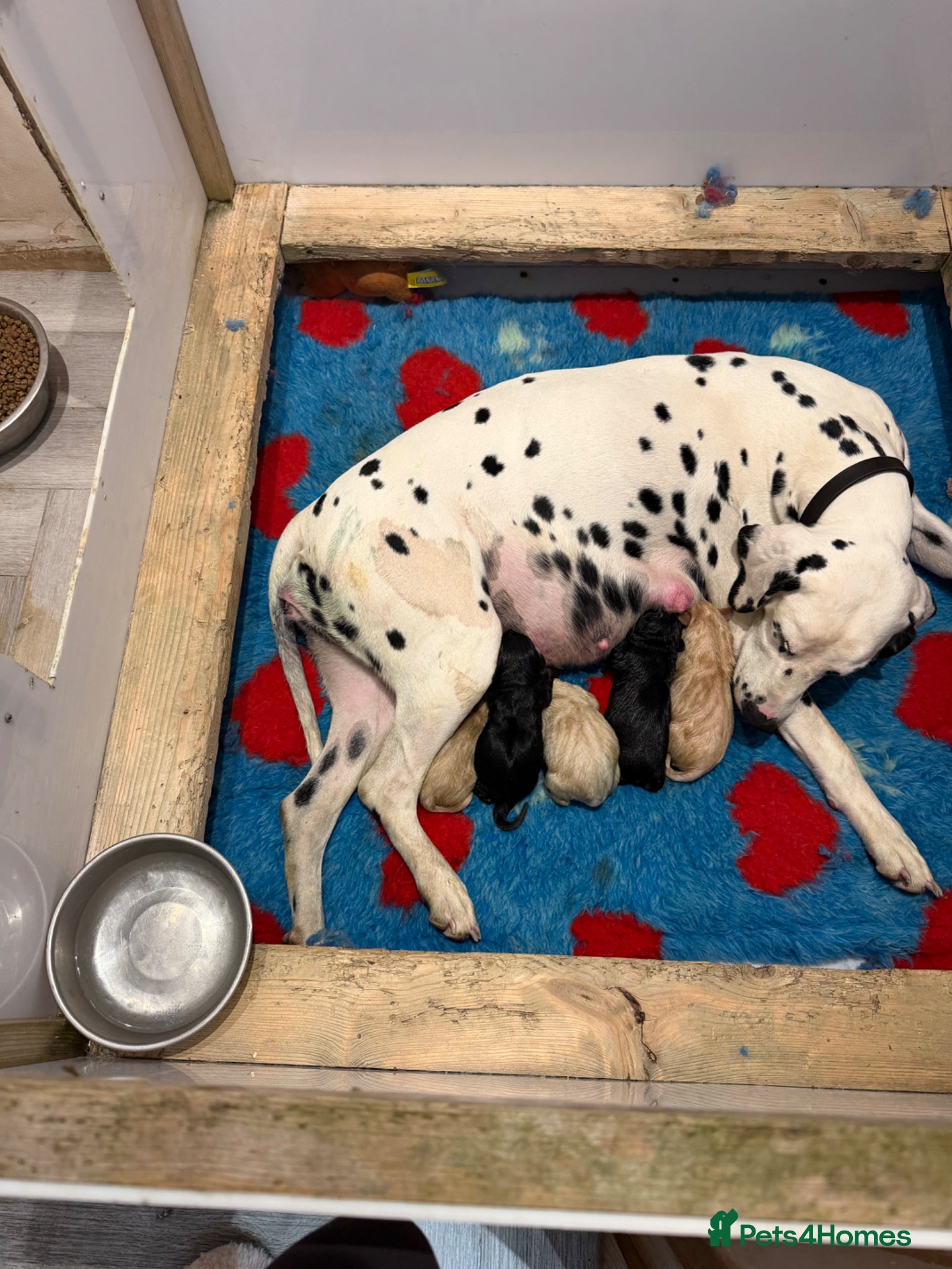 Mixed Breed dogs Beautiful dalmadors ♥️ - Advert 2