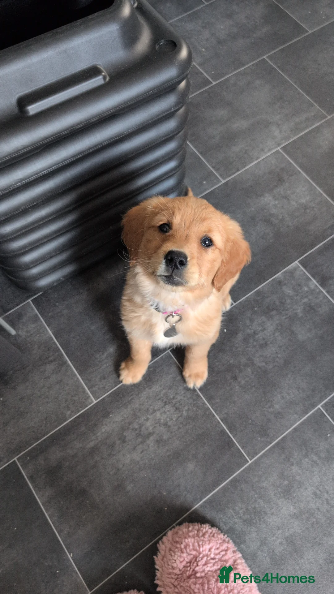 Golden Retriever dogs for sale: KC Golden retriever  - Advert 6