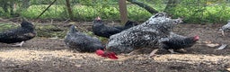 Chickens poultry for sale: Purebred Maran chickens, 11 months old - Advert 1