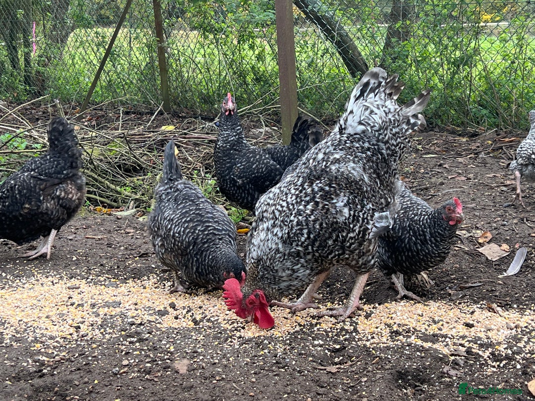 Chickens poultry for sale: Purebred Maran chickens, 11 months old - Advert 1