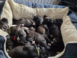 Mixed Breed dogs - Advert 2