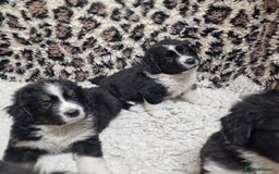 Mixed Breed dogs for sale: Bernewfie pups - Image 3