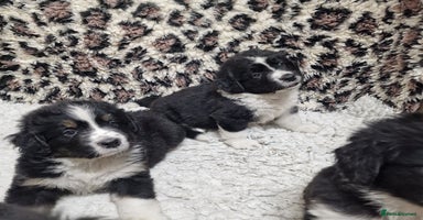 Mixed Breed dogs - Advert 4