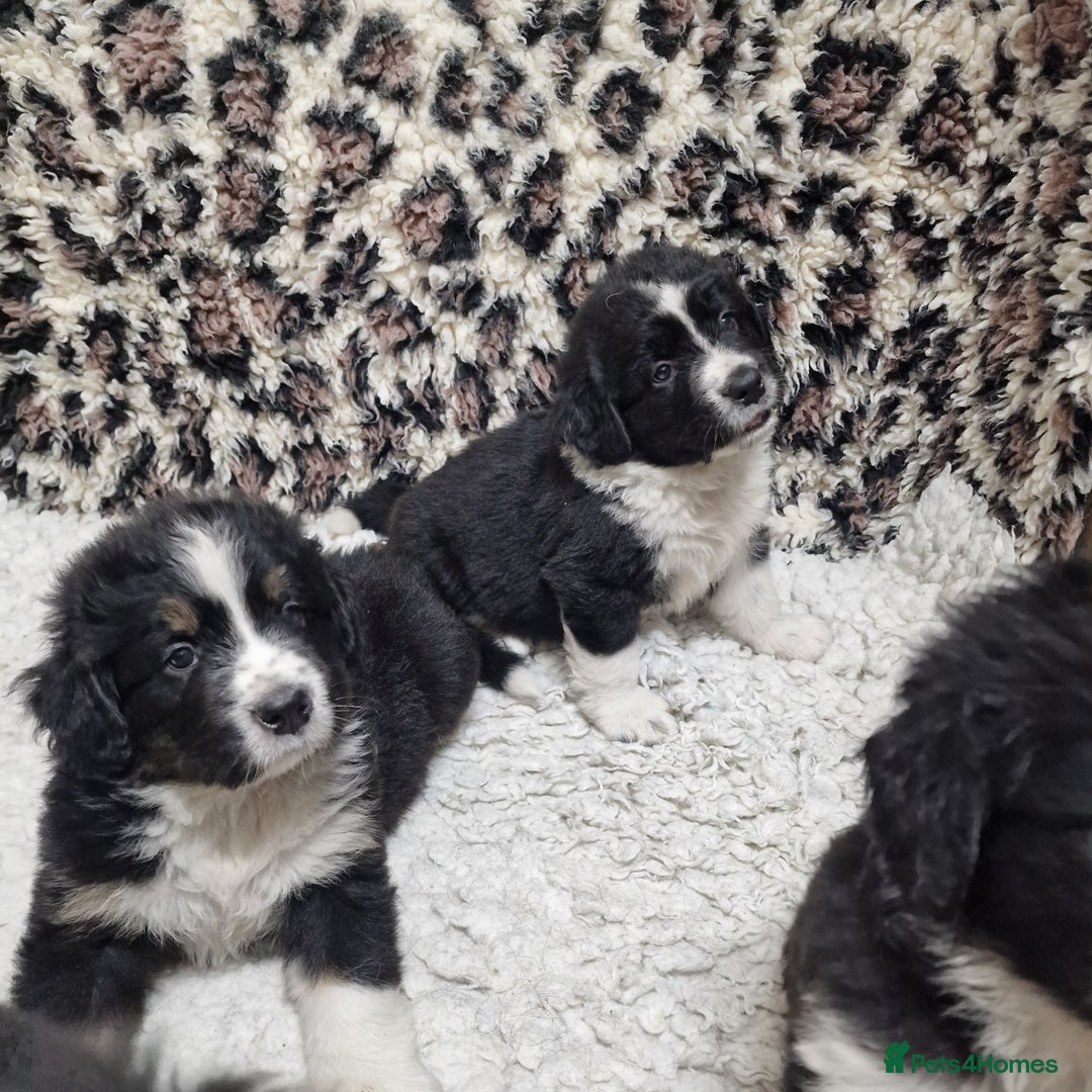 Mixed Breed dogs for sale: Bernewfie pups - Image 3