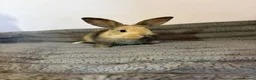 French Lop rabbits for sale: 5 baby rabbits ready to go now - Advert 9
