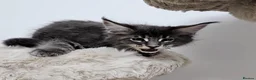 Maine Coon cats for sale: Gorgeous maine coon kittens Tica registered  - Advert 17