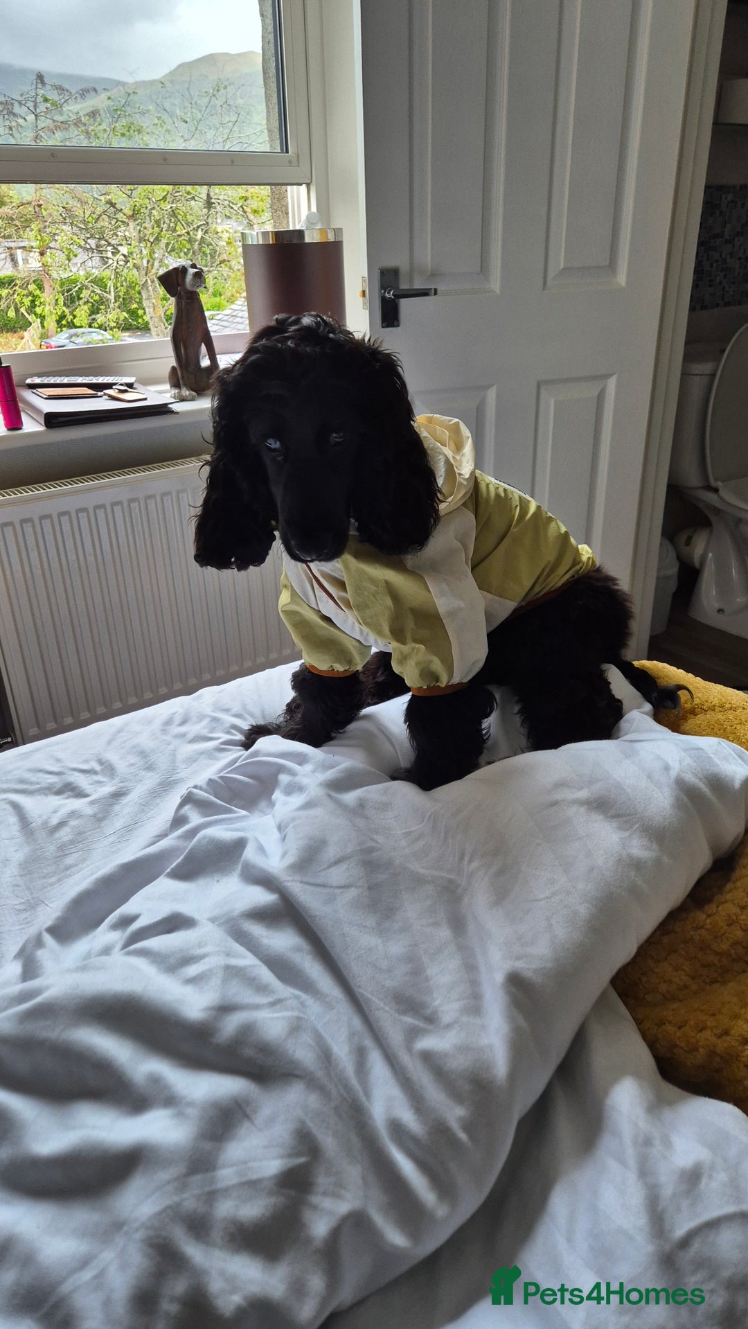 Cocker Spaniel dogs for sale: Bertie  - Advert 4