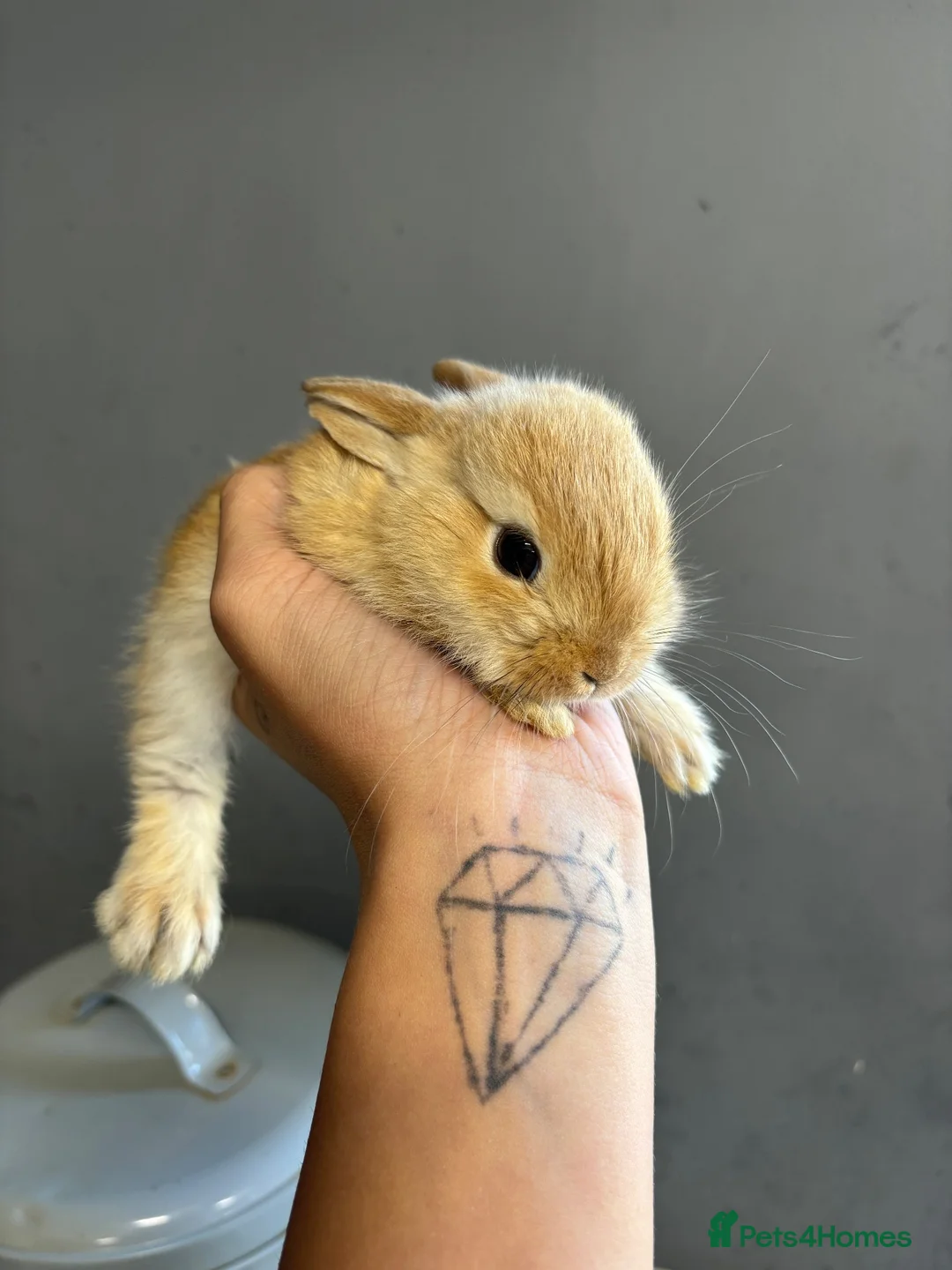 Mini Lop rabbits for sale: Baby mini lops  - Advert 2